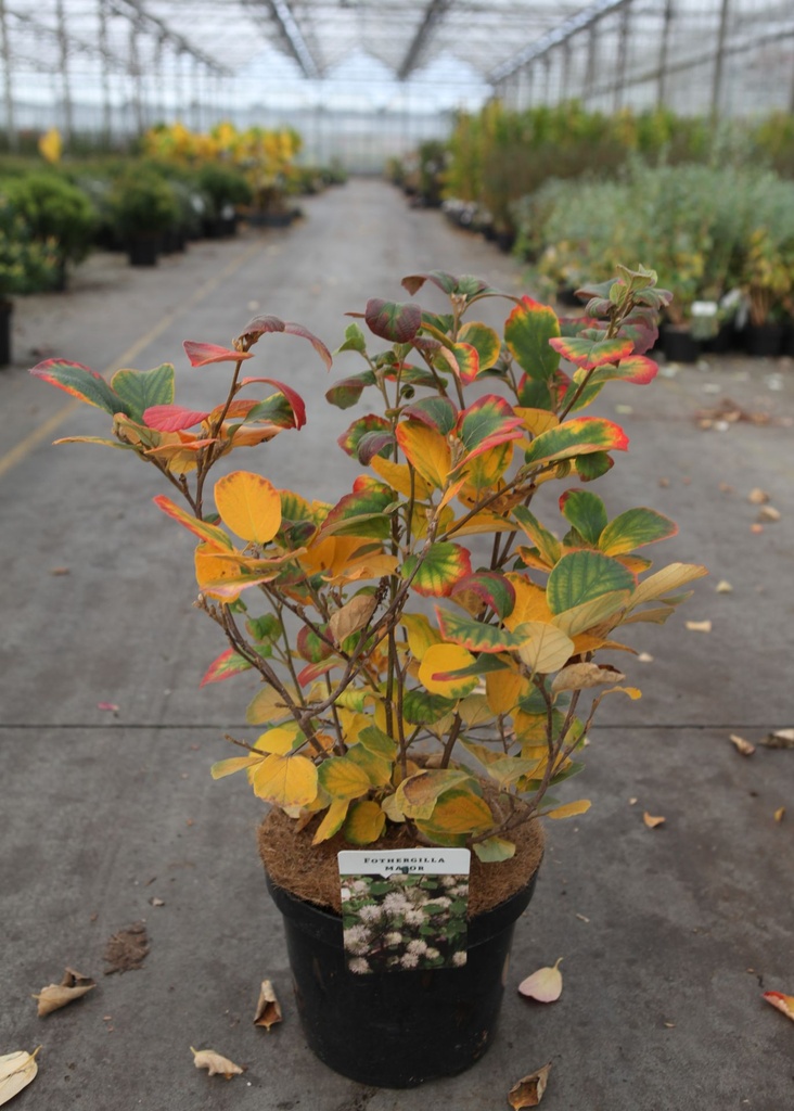 Fothergilla major cont. 7,5L 40-50 cm +p