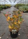 Fothergilla major cont. 7,5L 40-50 cm +p