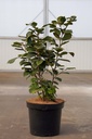 Fothergilla major vaso 7,5L 40-50 cm +f