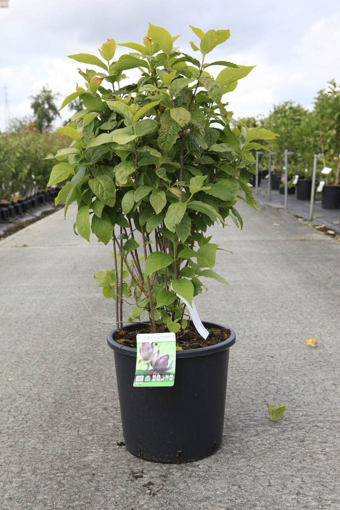 [P] Calycanthus floridus cont. 18L 100-125 cm +f