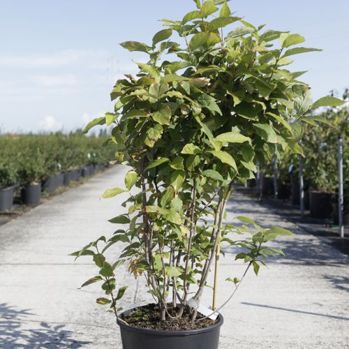 [P] Calycanthus floridus cont. 18L 100-125 cm +p