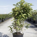 Calycanthus floridus cont. 18L 100-125 cm +ф