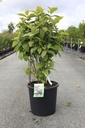 Calycanthus floridus cont. 18L 100-125 cm +f