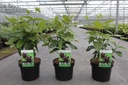 Calycanthus floridus cont. 3,6L 40-50 cm +p