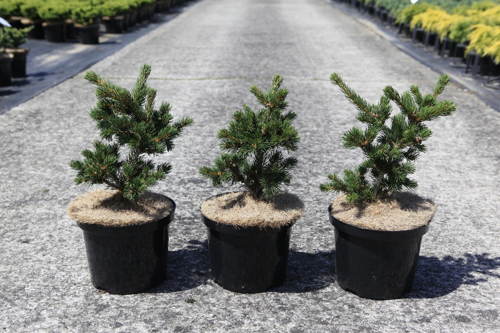 [P] Picea pungens 'Lucky Strike' Kont. 5L 30-40 cm