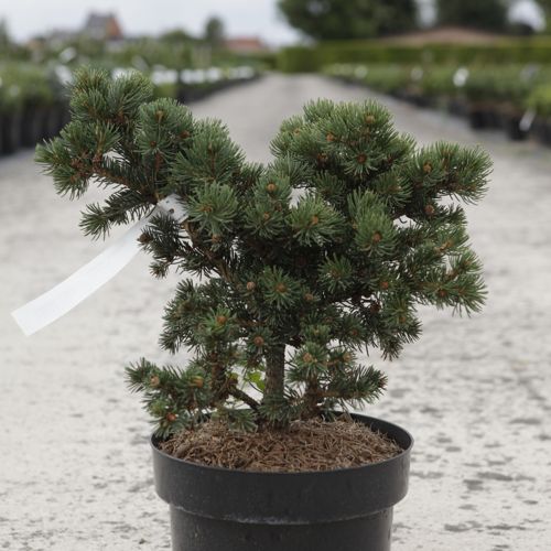 [P] Picea pungens 'Lucky Strike' cont. 5L 30-40 cm