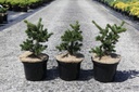 Picea pungens 'Lucky Strike' cont. 5L 30-40 cm