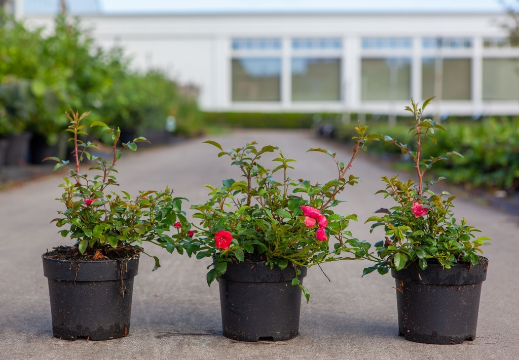 [P] Rosa 'Red Fairy' Kont. 1,5L