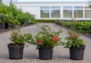 Rosa 'Red Fairy' cont. 1,5L