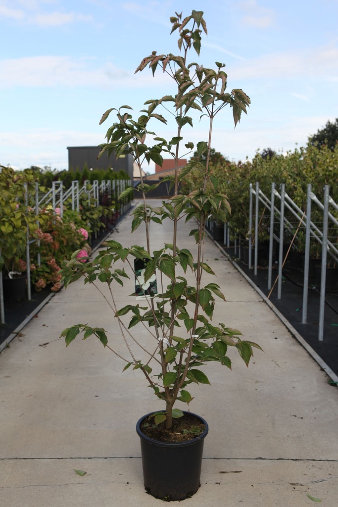 [P] Cornus (x) VENUS (PBR) cont. 25L 150/+ cm +B