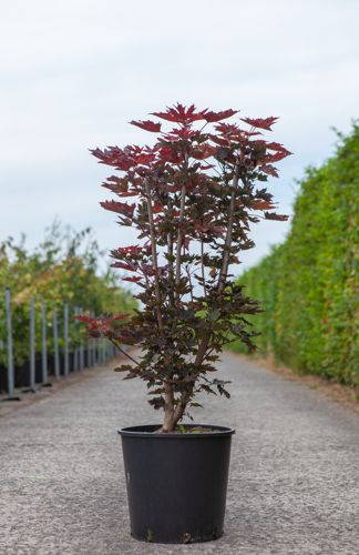 [P] Acer platanoides 'Crimson Sentry' cont. 18L 125-150 cm