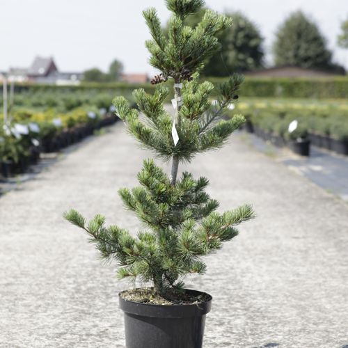 [P] Pinus parviflora 'Negishi' cont. 7,5L 40-50 cm