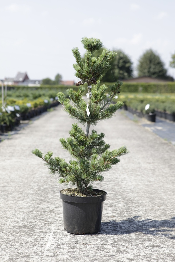 Pinus parviflora 'Negishi' cont. 7,5L 40-50 cm