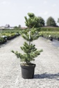 Pinus parviflora 'Negishi' cont. 7,5L 40-50 cm