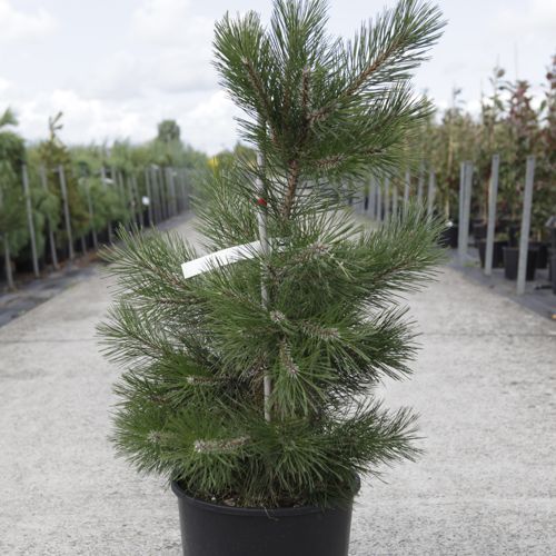 [P] Pinus nigra nigra cont. 18L 80/+ cm