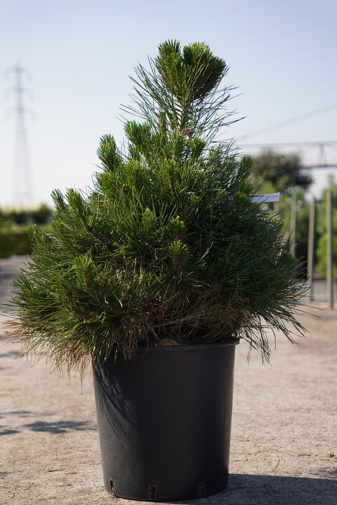 Pinus nigra nigra cont. 18L 80/+ cm