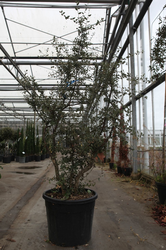 Quercus suber cont. 70L 200-250 cm multistam