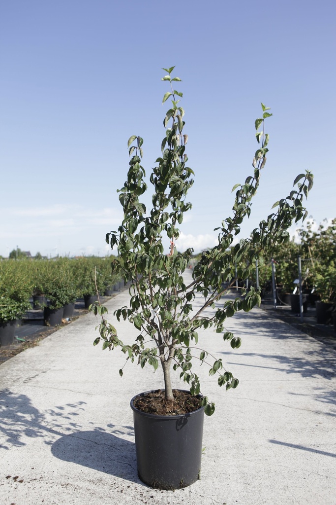 [P] Cornus mas cont. 18L 125/+ cm +ф