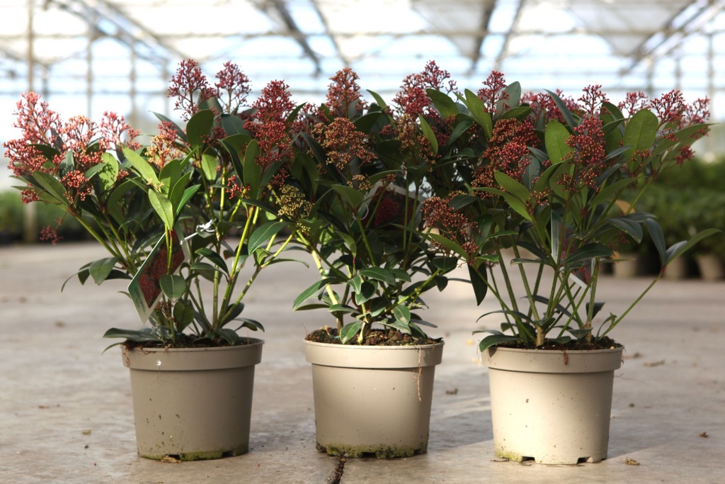 Skimmia japonica 'Rubella' cont. 3L flowers 20/+ +p