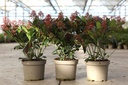 Skimmia japonica 'Rubella' cont. 3L 20/+ flowers +ф