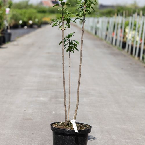 [P] Syringa vulgaris 'Charles Joly' cont. 5L 60/+ cm 3-5 branches FC +ф