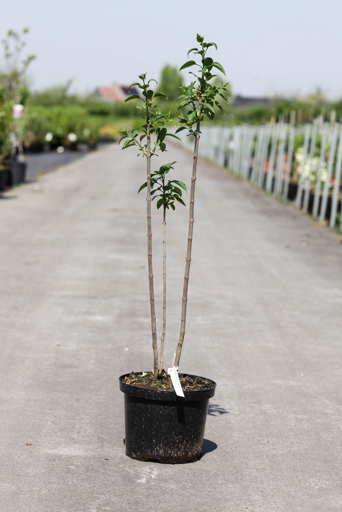 Syringa vulgaris 'Charles Joly' cont. 5L 60/+ cm 3-5 branches FC +p