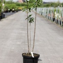Syringa vulgaris 'Charles Joly' cont. 5L 60/+ cm 3-5 branches FC +p