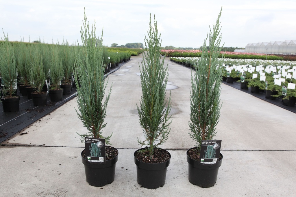 Juniperus scopulorum 'Blue Arrow' cont. 3L 50-60 cm +f