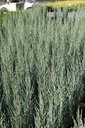Juniperus scopulorum 'Blue Arrow' cont. 3L 50-60 cm +ф