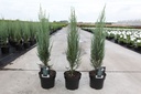 Juniperus scopulorum 'Blue Arrow' cont. 3L 50-60 cm +f