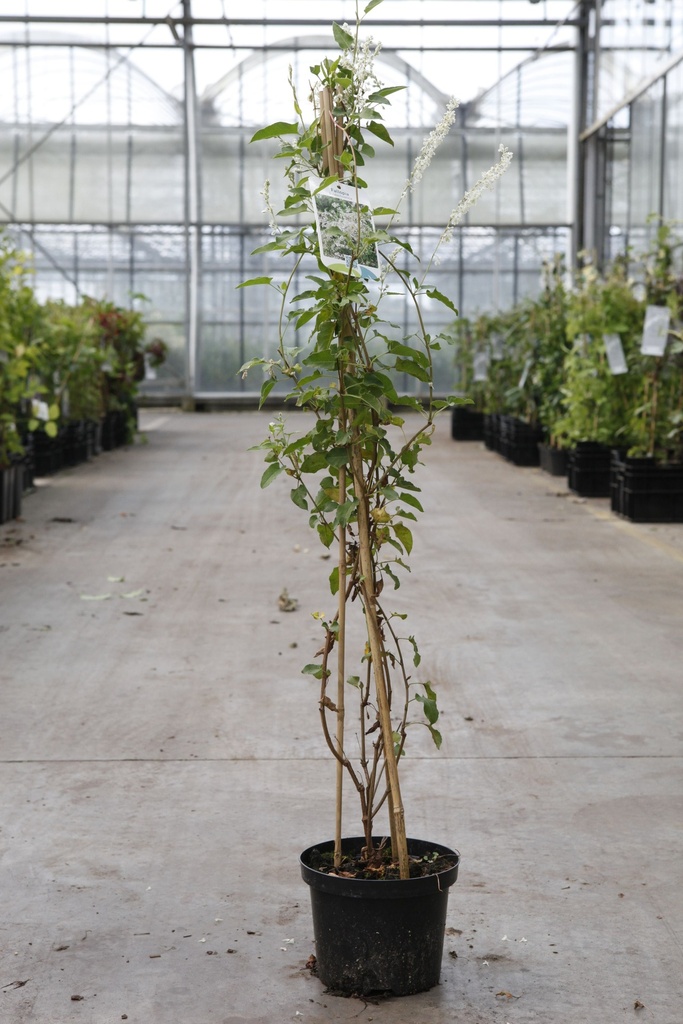Fallopia aubertii cont. 2L haut 60-80 cm +p