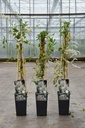 Fallopia aubertii cont. 2L hoog 60-80 cm +f