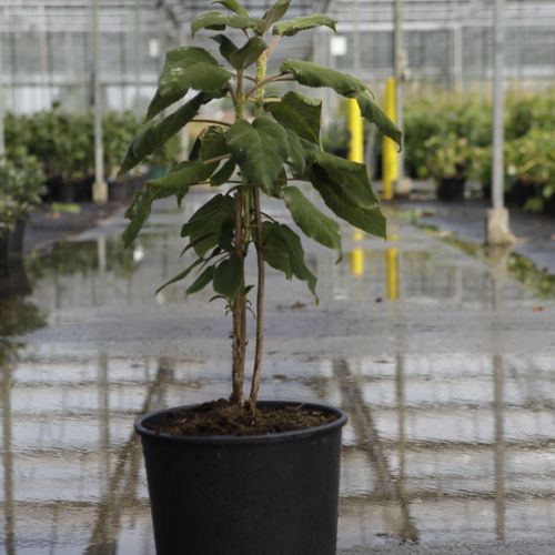 [P] Hydrangea aspera sargentiana cont. 15L 60-80 cm +ф