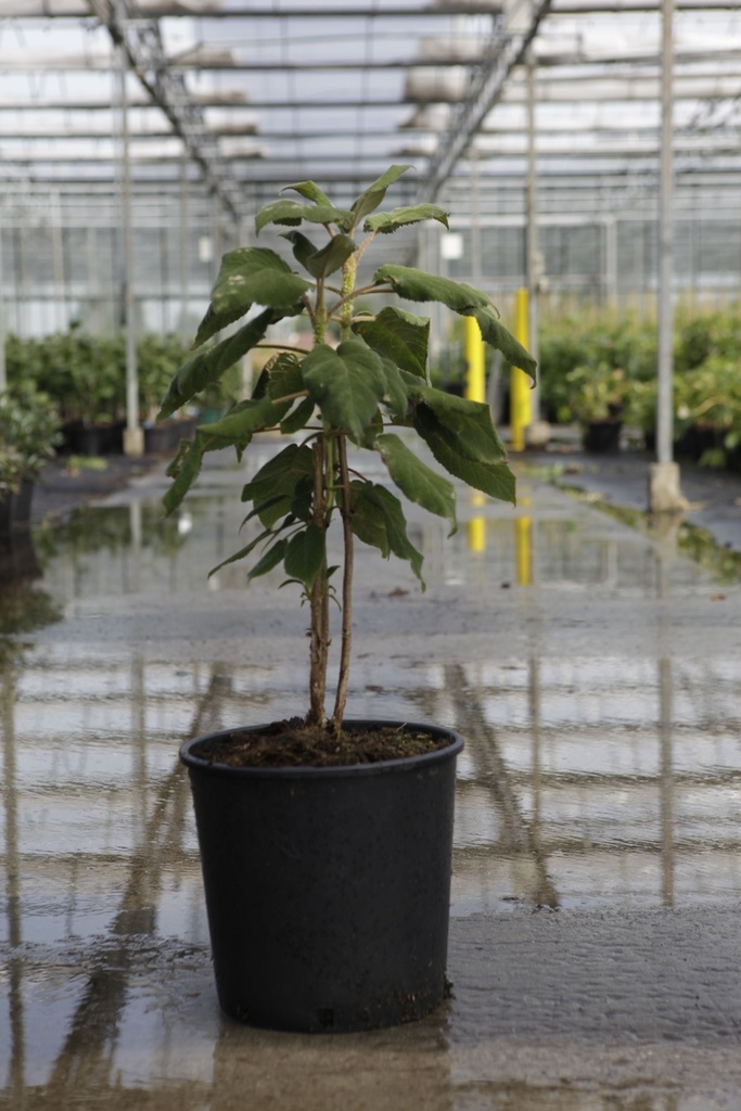 Hydrangea aspera sargentiana cont. 15L 60-80 cm +f