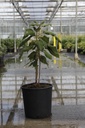 Hydrangea aspera sargentiana cont. 15L 60-80 cm +f