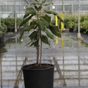 Hydrangea aspera sargentiana cont. 15L 60-80 cm +p