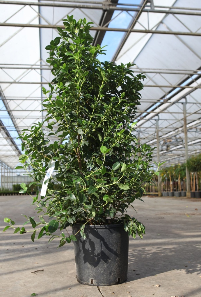 Viburnum tinus 'Eve Price' cont. 18L 80/+ cm