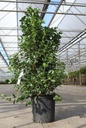 Viburnum tinus 'Eve Price' Kont. 18L 80/+ cm