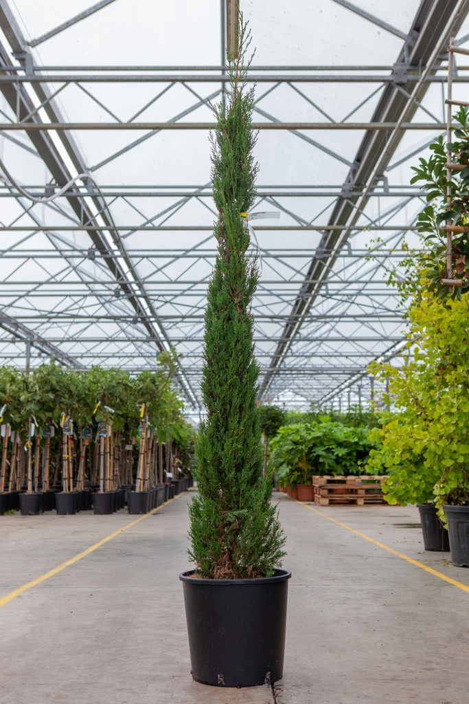 [P] Cupressus sempervirens 'Pyramidalis' cont. 18L 150-175 cm
