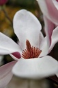 Magnolia soulangeana cont. 25L 125/+ cm +p