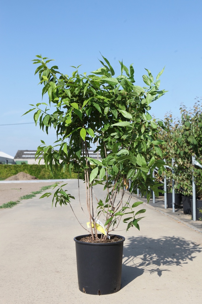 [P] Chimonanthus praecox cont. 18L 100-125 cm +f
