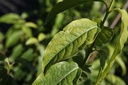 Chimonanthus praecox cont. 18L 100-125 cm +ф
