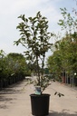 Prunus 'Accolade' cont. 25L 125-150 cm