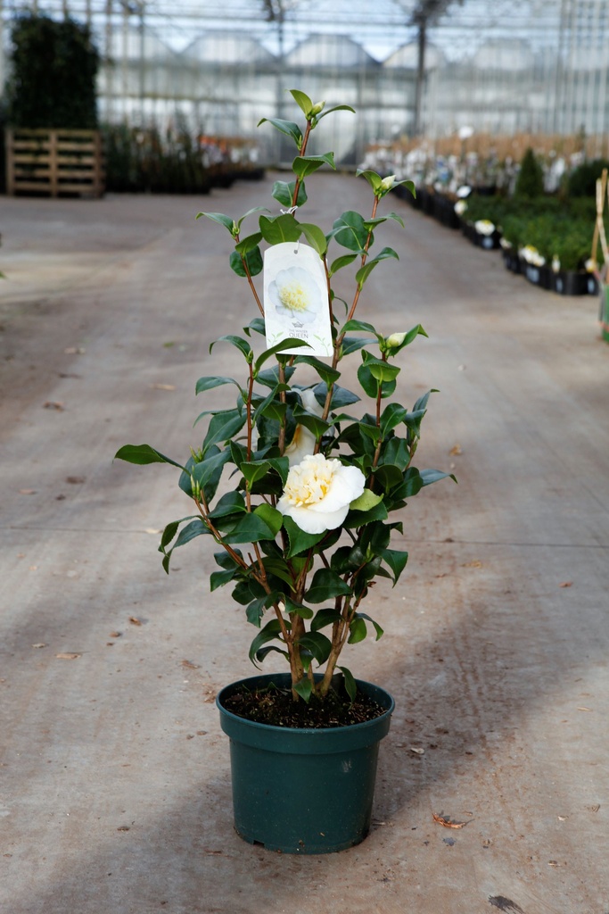 Camellia japonica 'Jury's Yellow' cont. 3L 40-60 cm (yellow/white) +p