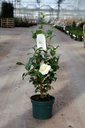 Camellia japonica 'Jury's Yellow' cont. 3L 40-60 cm (yellow/white) +p