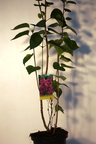 Syringa vulgaris 'Président Grévy' cont. 12L 5-8 branches +ф