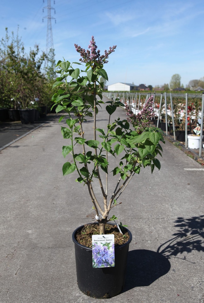 Syringa vulgaris 'Président Grévy' cont. 12L 5-8 branches +p