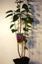 Syringa vulgaris 'Président Grévy' cont. 12L 5-8 branches +p