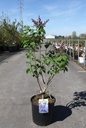 Syringa vulgaris 'Président Grévy' cont. 12L 5-8 branches +p