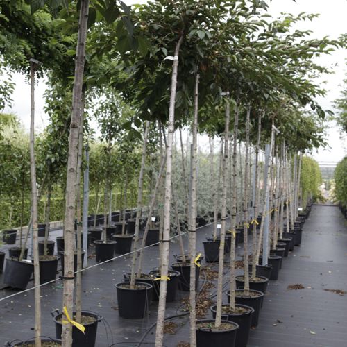 [P] Prunus 'Accolade' cont. 35L Stamm 10-12